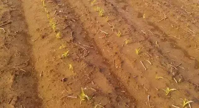 大雨后玉米烂种怎么办,暴雨玉米被淹全过程