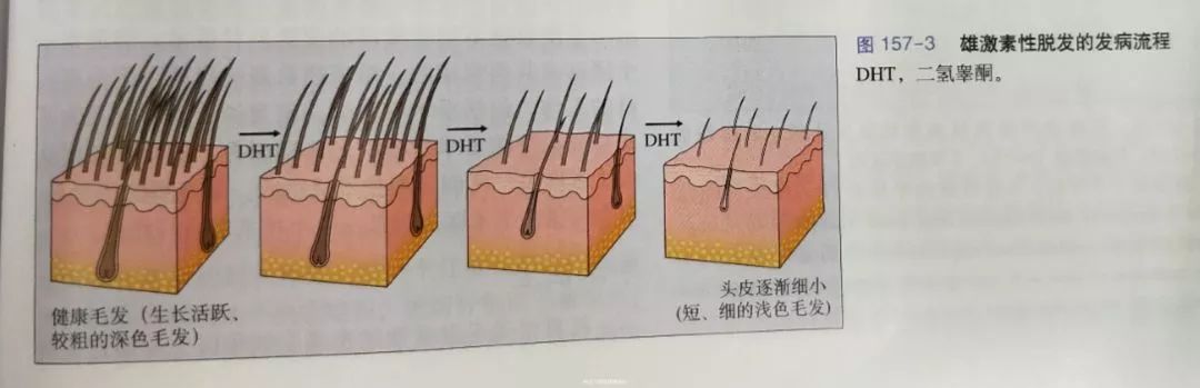 浣嗘効浜洪暱涔呭勾骞翠笉闀胯倝,浣嗘効浜洪暱涔呮案杩滀笉浼氳儢