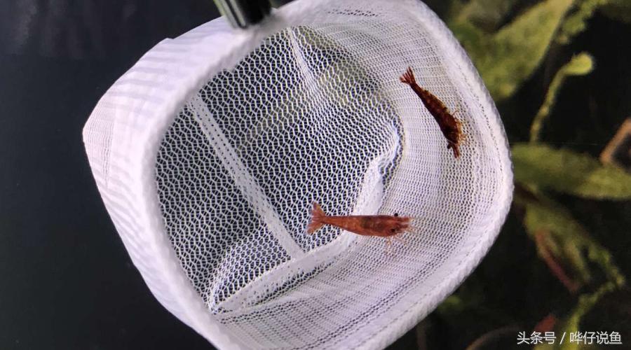 和观赏鱼混养的观赏虾推荐,和热带观赏鱼一块养观赏虾