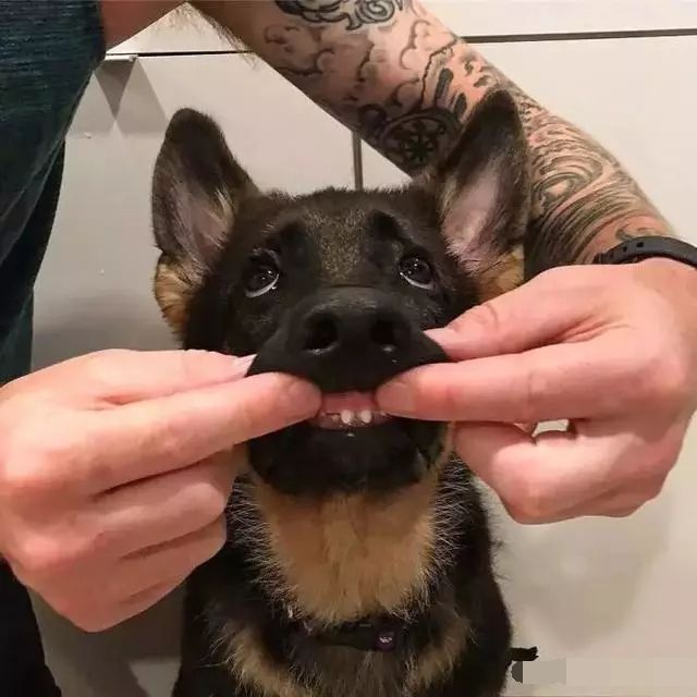 小德牧卖萌撒娇,小德牧向主人撒娇抱抱