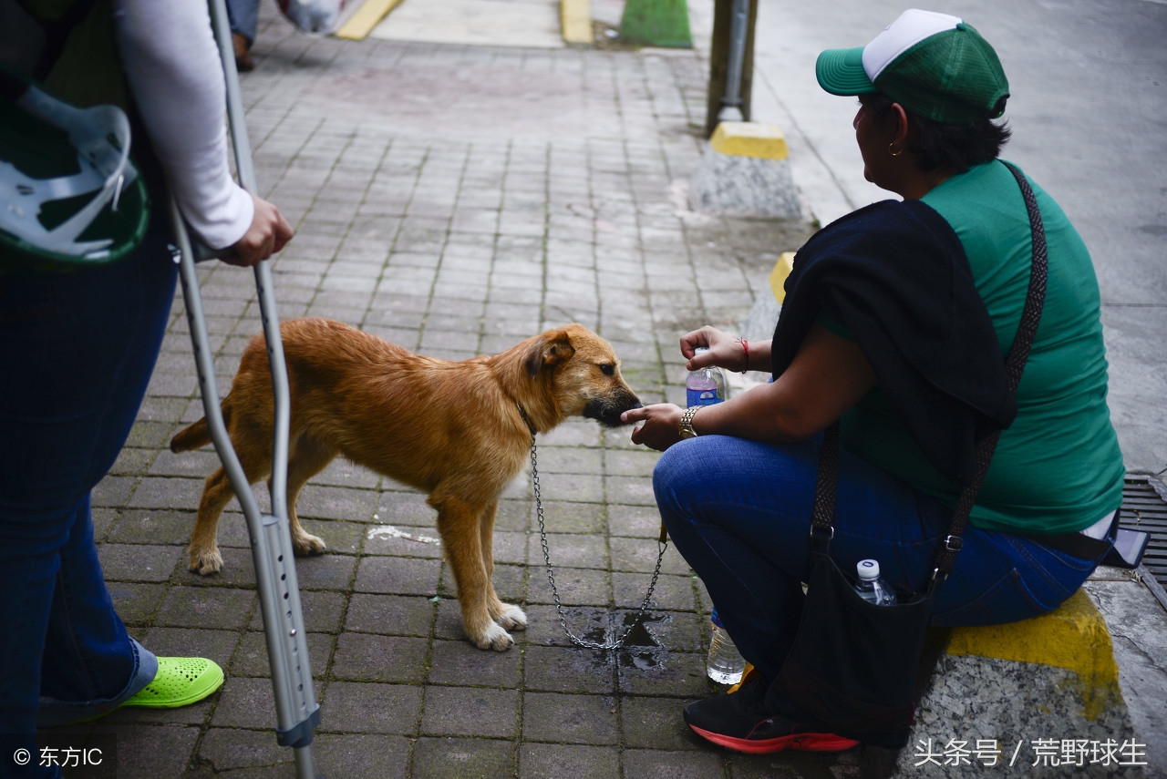 狗狗走失一般沿什么道路,狗狗走失了一般会去哪