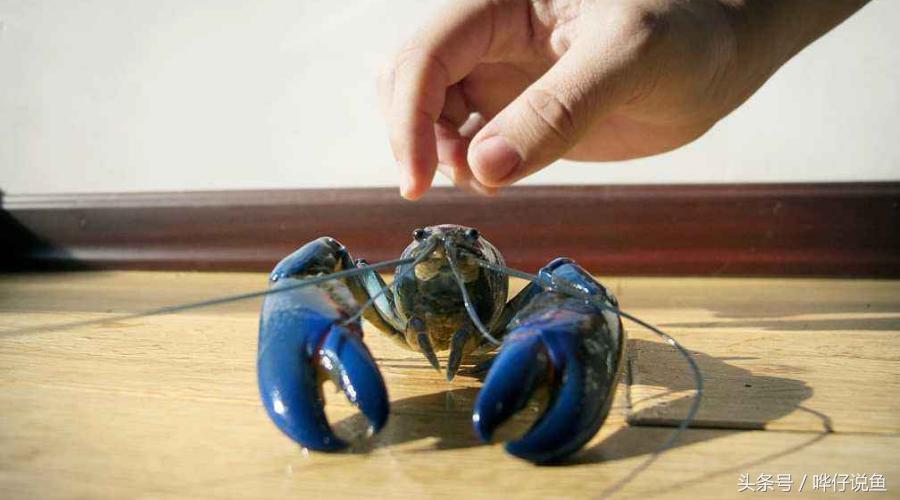 和观赏鱼混养的观赏虾推荐,和热带观赏鱼一块养观赏虾