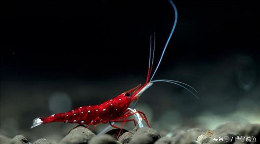 和观赏鱼混养的观赏虾推荐,和热带观赏鱼一块养观赏虾