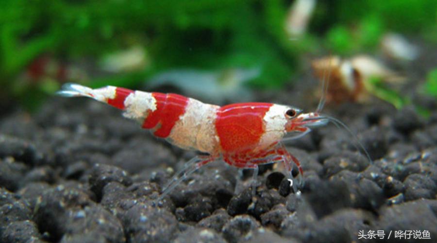 和观赏鱼混养的观赏虾推荐,和热带观赏鱼一块养观赏虾