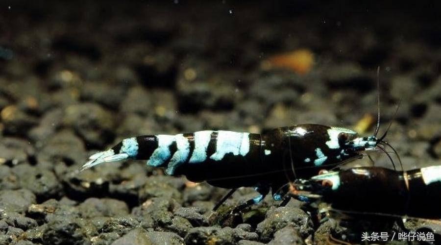 和观赏鱼混养的观赏虾推荐,和热带观赏鱼一块养观赏虾