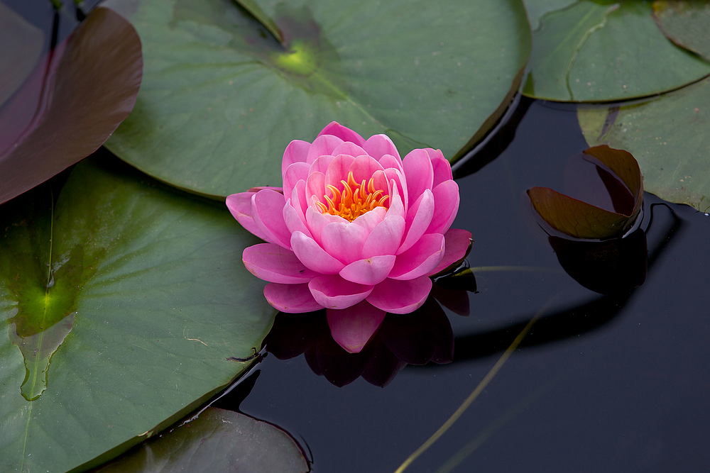 要想荷花一年四季开有啥好办法,要想养好花施肥是关键