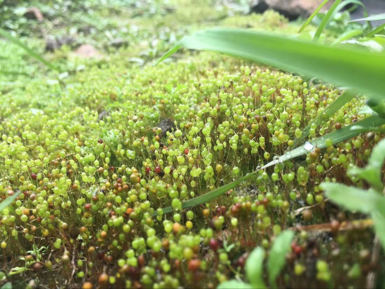 被蜂蛰伤治疗方法,山上被野蜂蜇伤怎么办