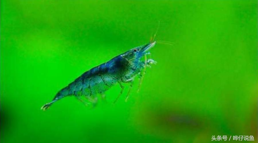 和观赏鱼混养的观赏虾推荐,和热带观赏鱼一块养观赏虾