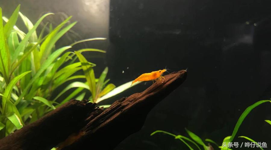 和观赏鱼混养的观赏虾推荐,和热带观赏鱼一块养观赏虾