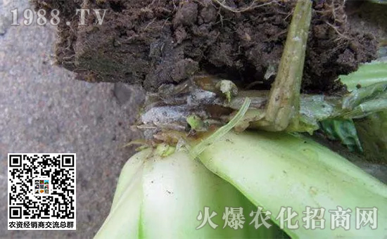 解决烂根,烂根的盆栽怎么补救