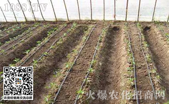 解决烂根,烂根的盆栽怎么补救