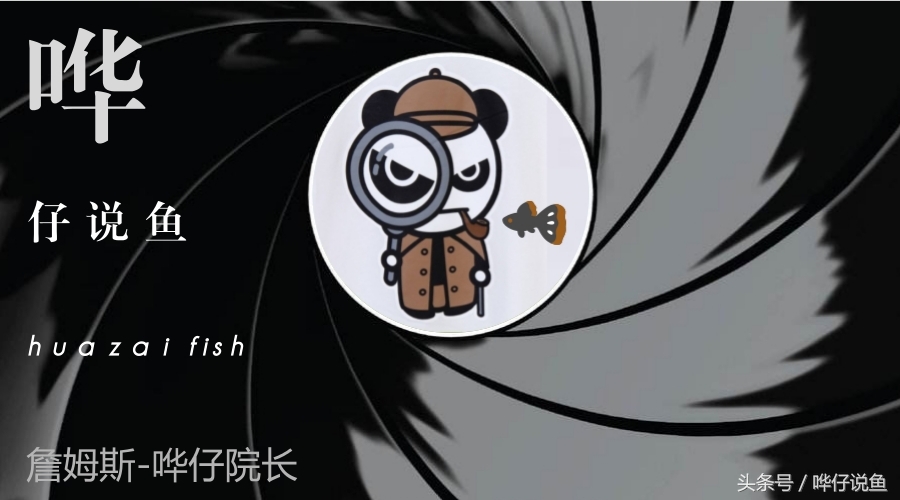 和观赏鱼混养的观赏虾推荐,和热带观赏鱼一块养观赏虾