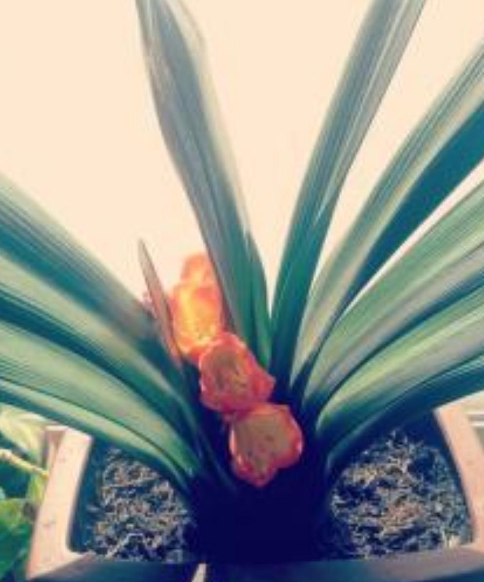 君子兰根长得慢,君子兰下垂不直