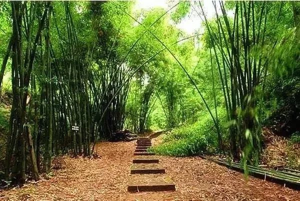 成都周边免费挖竹笋的地方,成都一日游必去十个免费景点