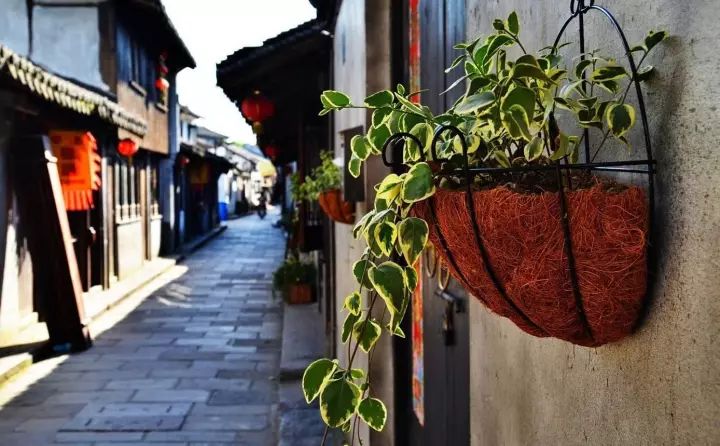 成都周边免费挖竹笋的地方,成都一日游必去十个免费景点