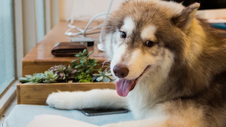 狗狗的腿一瘸一拐怎么办,狗狗走路一瘸一拐的怎么办