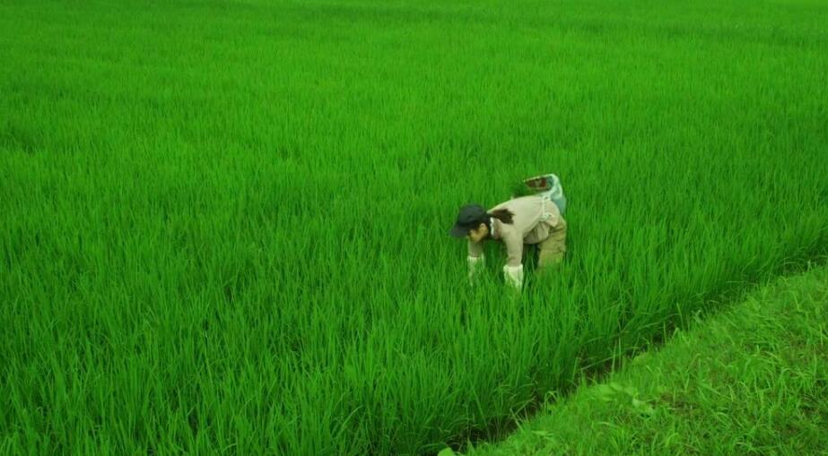 美食中寻觅生活,市子在《小森林》夏秋冬春中的成长