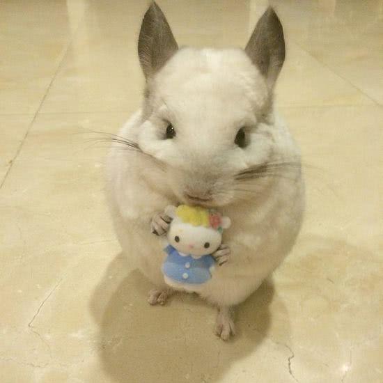 养龙猫成本高吗,小龙猫怎么养才能养活一些