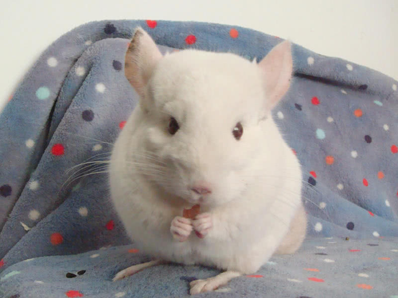 养龙猫成本高吗,小龙猫怎么养才能养活一些