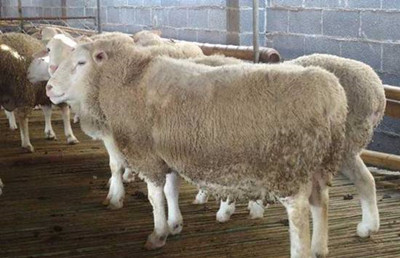 羊表现跛行症状有哪些原因？