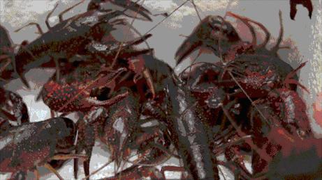 天津烧烤小龙虾去哪吃比较好,天津烧烤小龙虾海鲜大排档