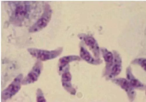 “义”正听|黄瓜中有杀不死的寄生虫?真相是……