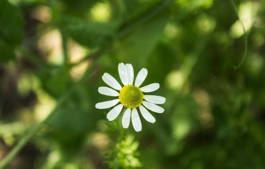 U肤|最温柔的美肤力量—金黄洋甘菊