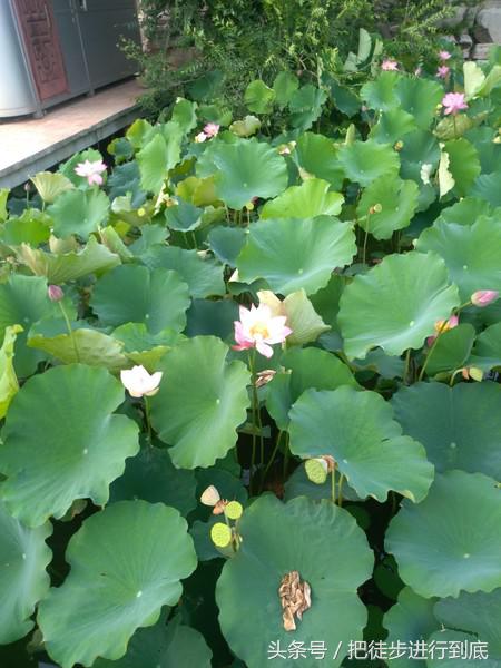 走遍山东之聊城,走遍聊城