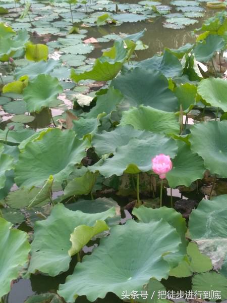 走遍山东之聊城,走遍聊城