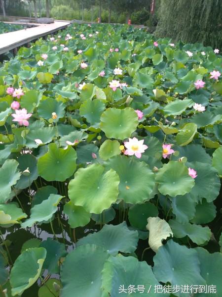 走遍山东之聊城,走遍聊城