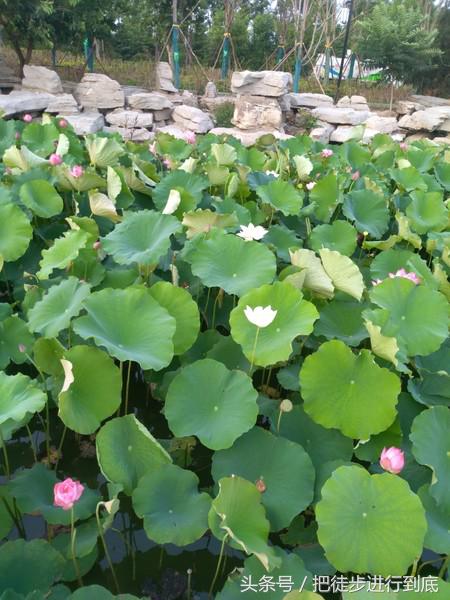 走遍山东之聊城,走遍聊城