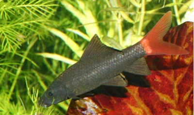 草缸养什么鱼最好打理,草缸适合养哪几种原生鱼