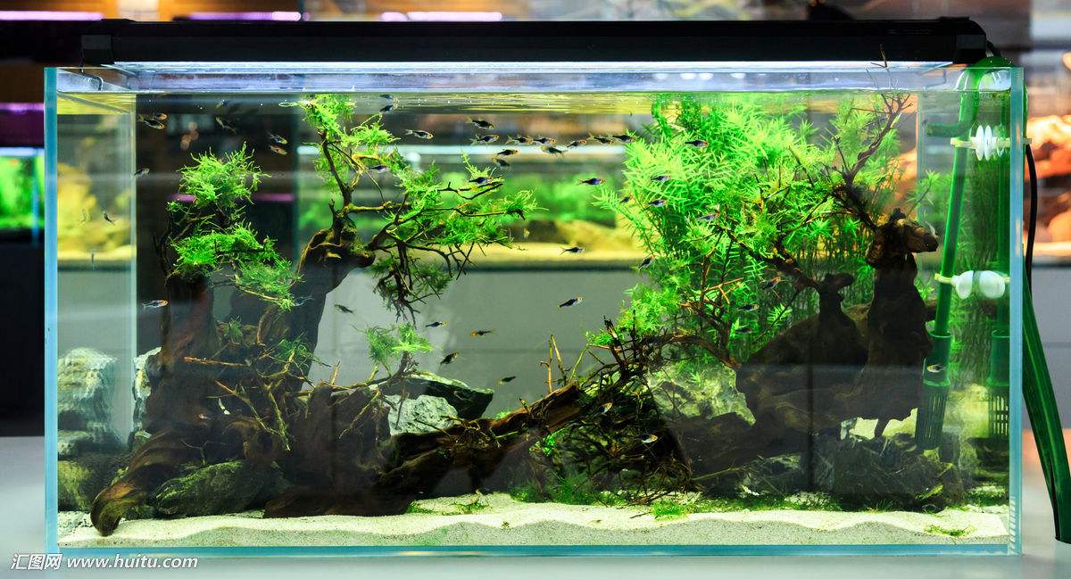 草缸养什么鱼最好打理,草缸适合养哪几种原生鱼