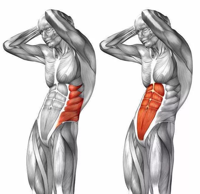 人鱼线和马甲线是一样的吗,人鱼线和马甲线是一种吗