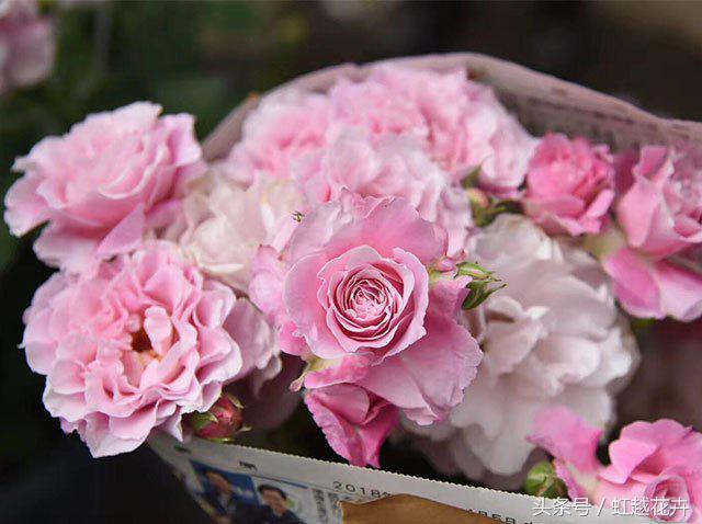 自带女性温柔与婉约的河本月季,让方寸阳台也能美丽非凡