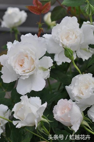 自带女性温柔与婉约的河本月季,让方寸阳台也能美丽非凡