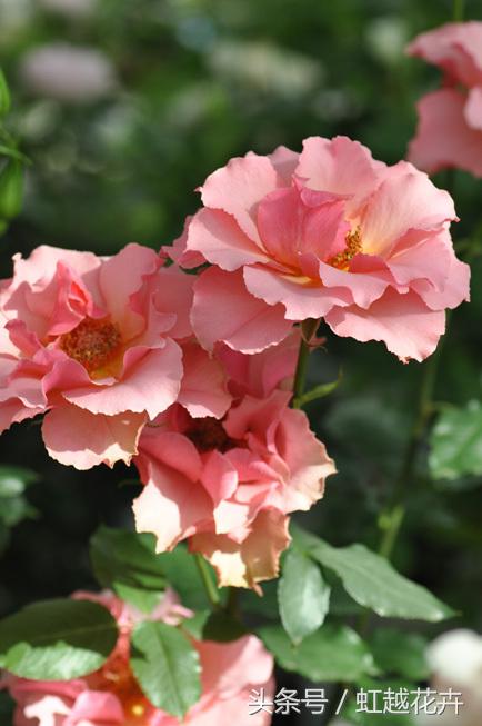 自带女性温柔与婉约的河本月季,让方寸阳台也能美丽非凡