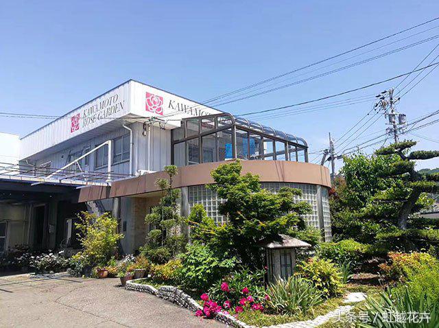 自带女性温柔与婉约的河本月季,让方寸阳台也能美丽非凡