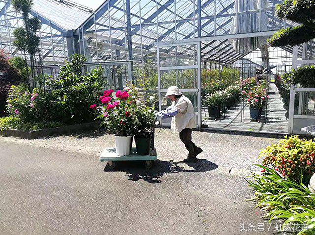 自带女性温柔与婉约的河本月季,让方寸阳台也能美丽非凡