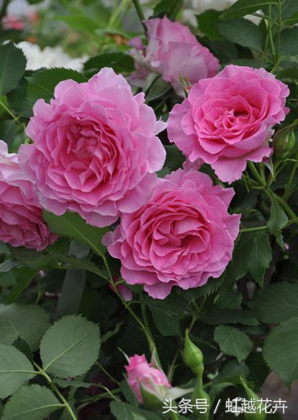 自带女性温柔与婉约的河本月季,让方寸阳台也能美丽非凡