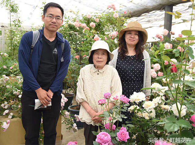 自带女性温柔与婉约的河本月季,让方寸阳台也能美丽非凡