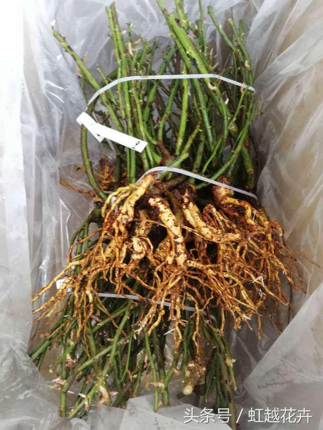 自带女性温柔与婉约的河本月季,让方寸阳台也能美丽非凡