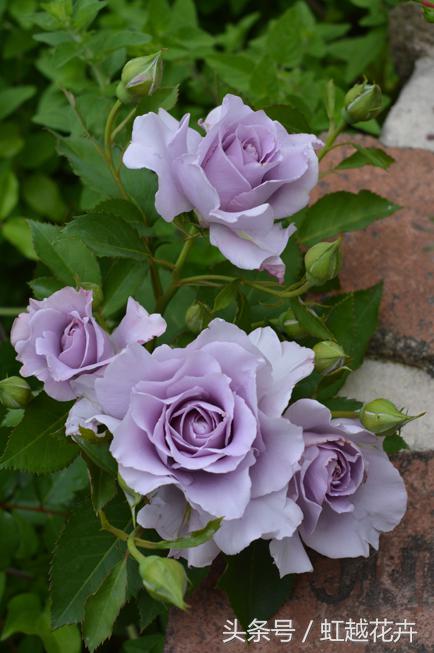 自带女性温柔与婉约的河本月季,让方寸阳台也能美丽非凡