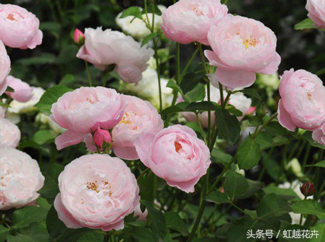 自带女性温柔与婉约的河本月季,让方寸阳台也能美丽非凡