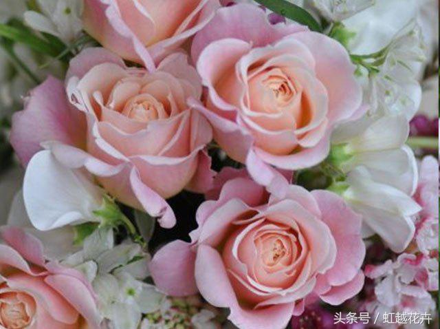 自带女性温柔与婉约的河本月季,让方寸阳台也能美丽非凡