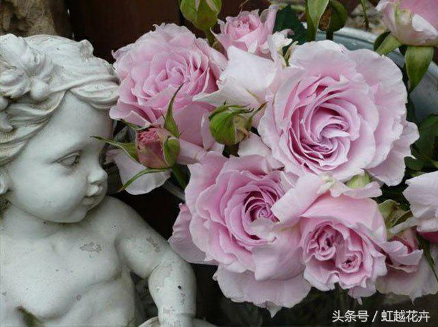 自带女性温柔与婉约的河本月季,让方寸阳台也能美丽非凡