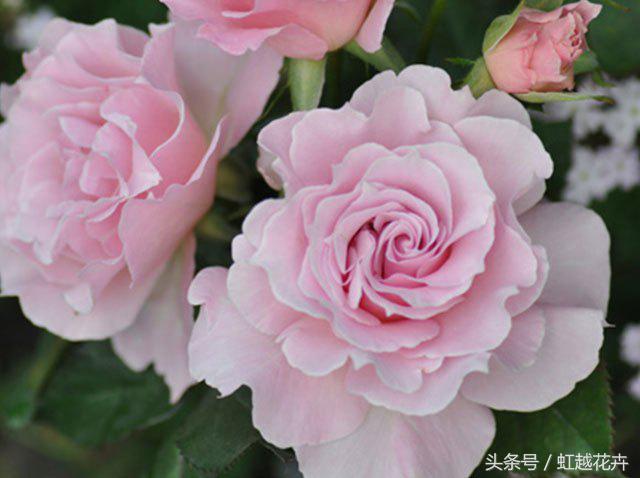 自带女性温柔与婉约的河本月季,让方寸阳台也能美丽非凡