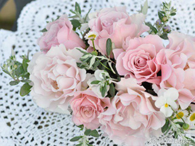 自带女性温柔与婉约的河本月季,让方寸阳台也能美丽非凡