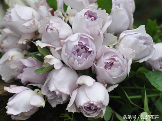 自带女性温柔与婉约的河本月季,让方寸阳台也能美丽非凡