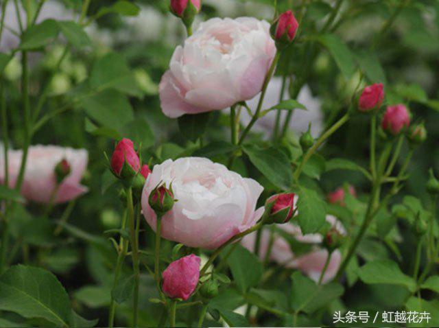 自带女性温柔与婉约的河本月季,让方寸阳台也能美丽非凡